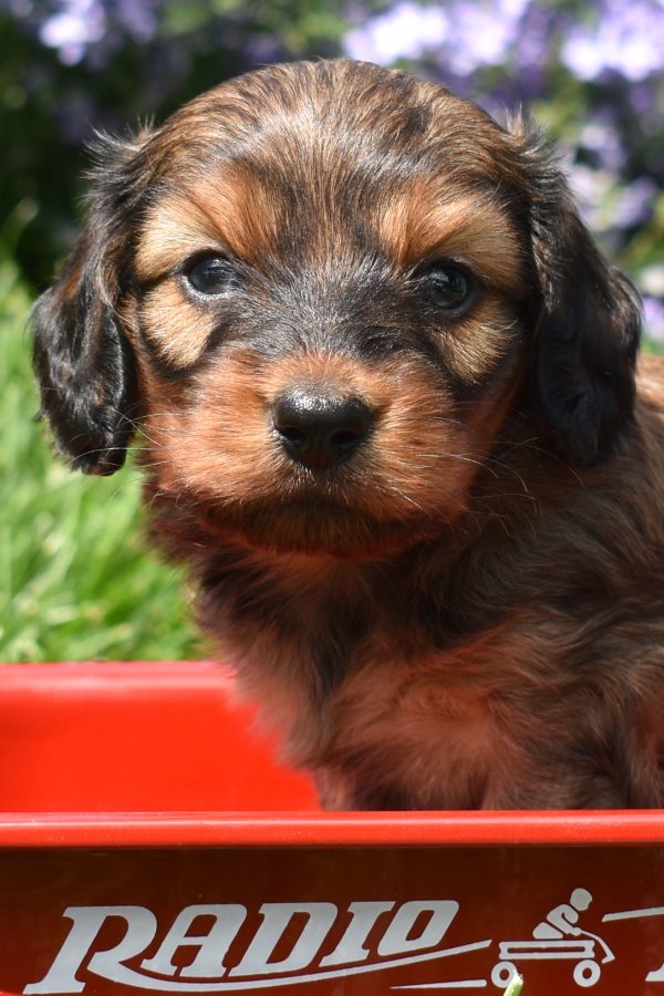 mini dachshund puppy lancaster pa
