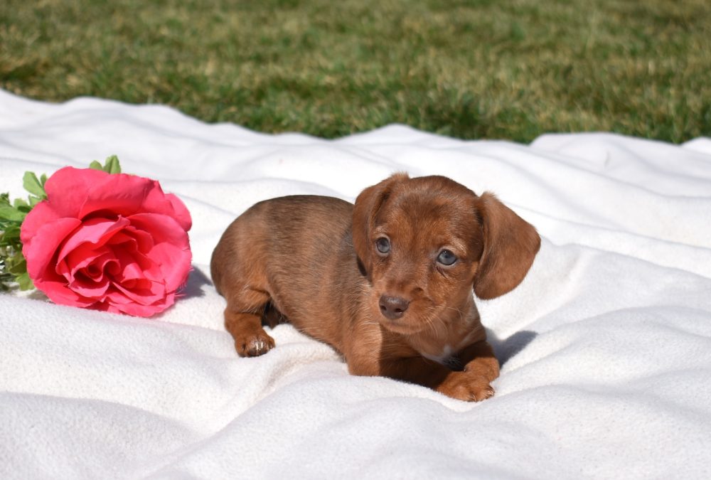 miniature dachshund puppies for sale near me in lancaster pa