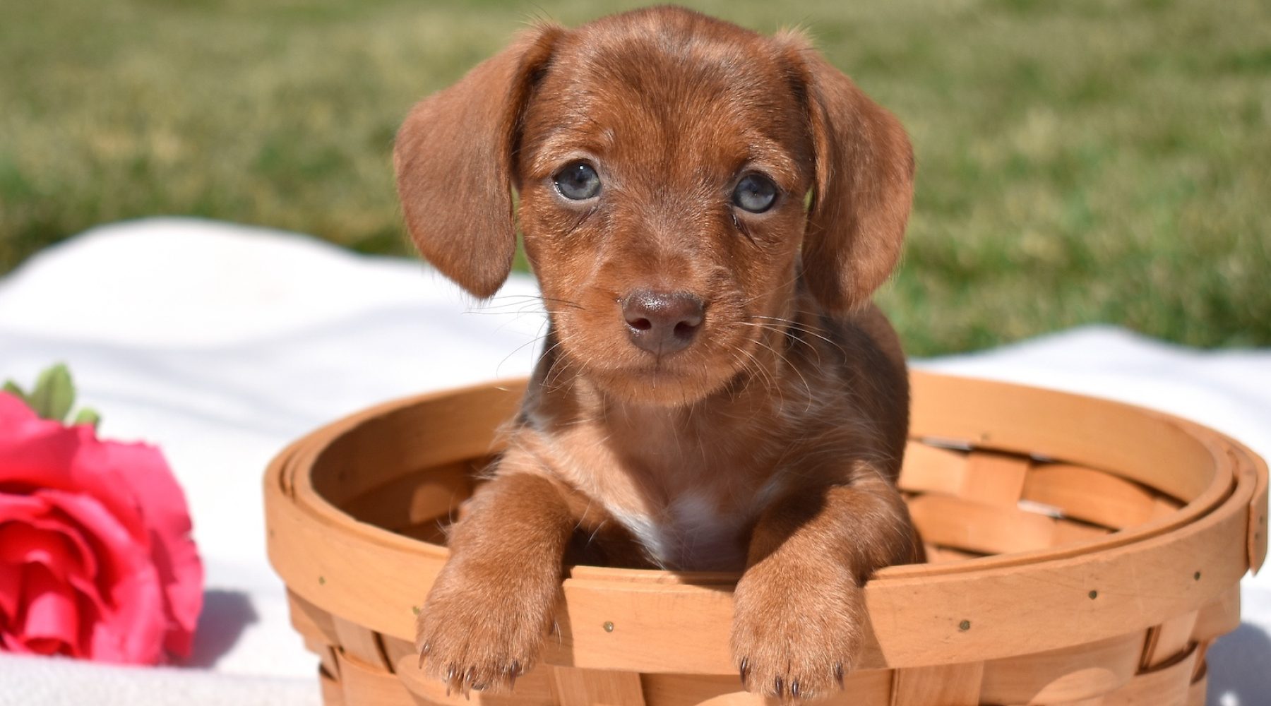 miniature dachshund puppies for sale near me in pa