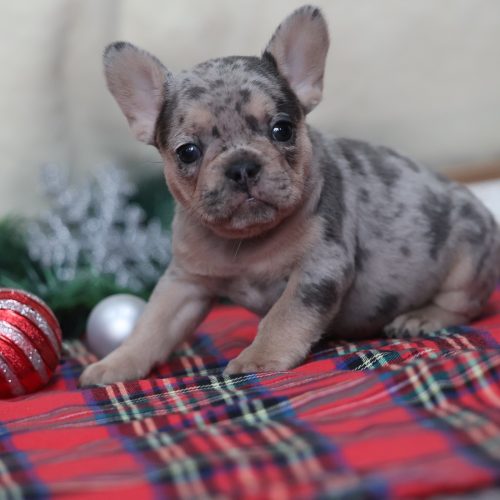 puppy frenchie