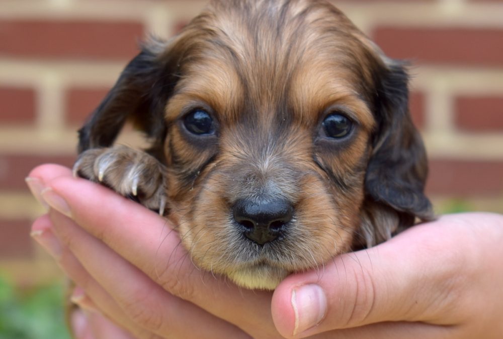 red shaded dachshund